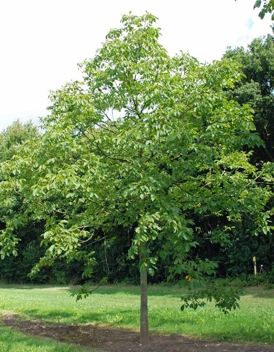 Walnut (English)