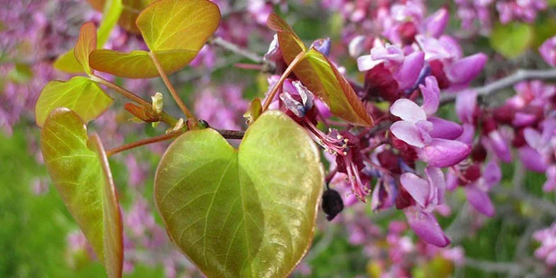 Judas Tree (Cercis siliquastrum)
