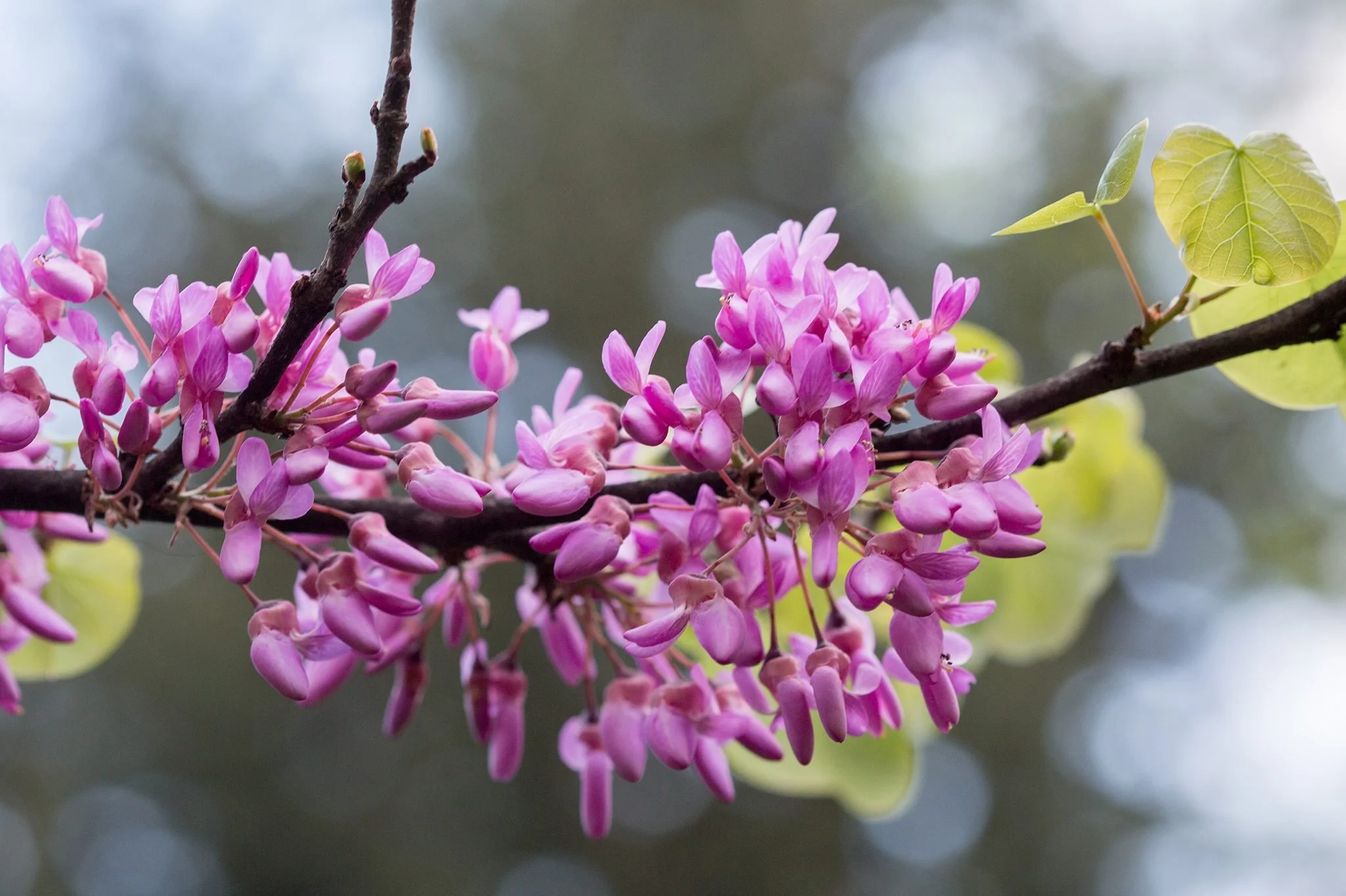 Judas Tree (Cercis siliquastrum)