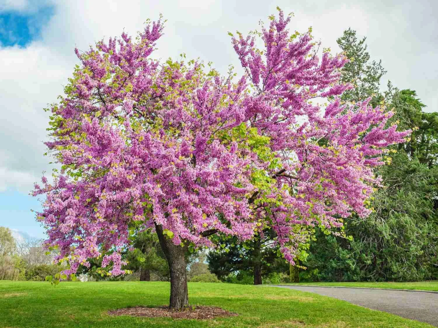 Judas Tree (Cercis siliquastrum)