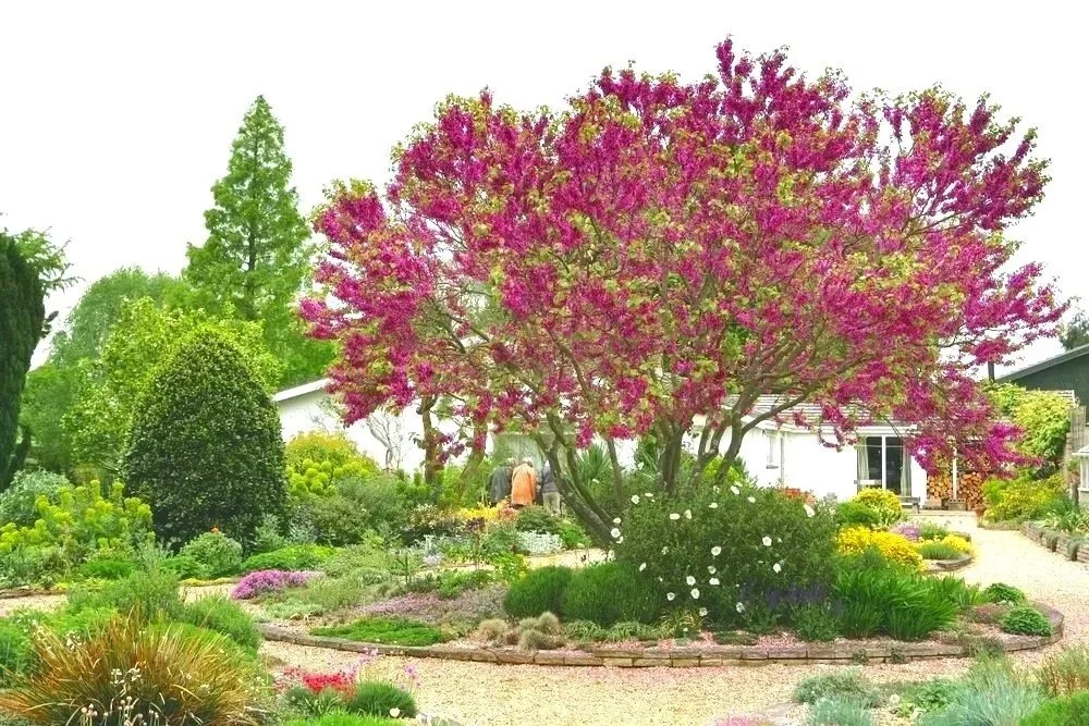 Judas Tree (Cercis siliquastrum)