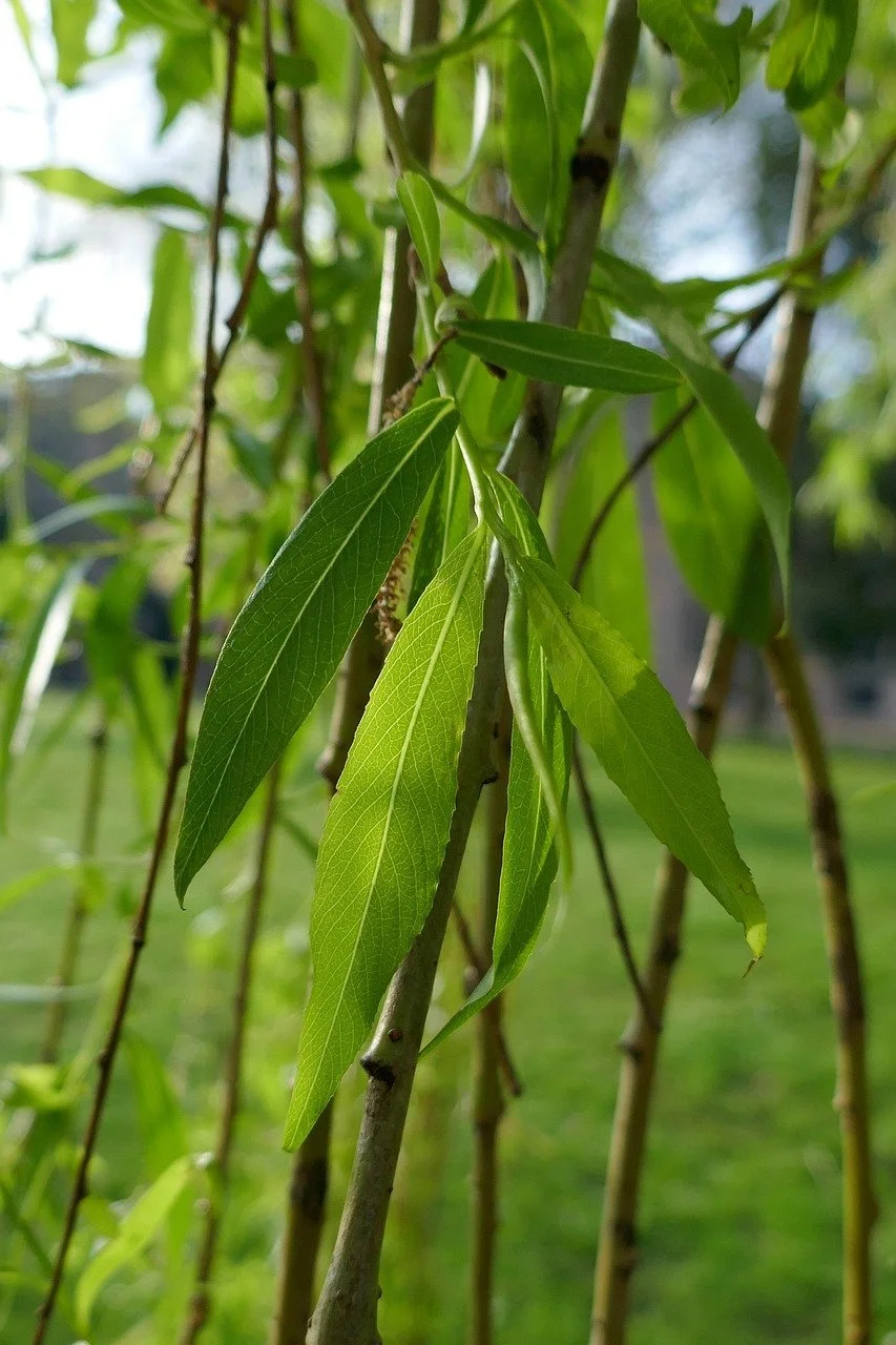 Willow (Salix alba) leaves