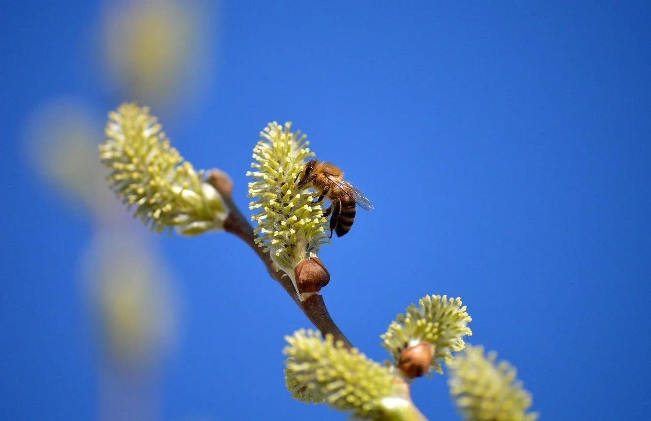 Willow (Salix alba) catkin