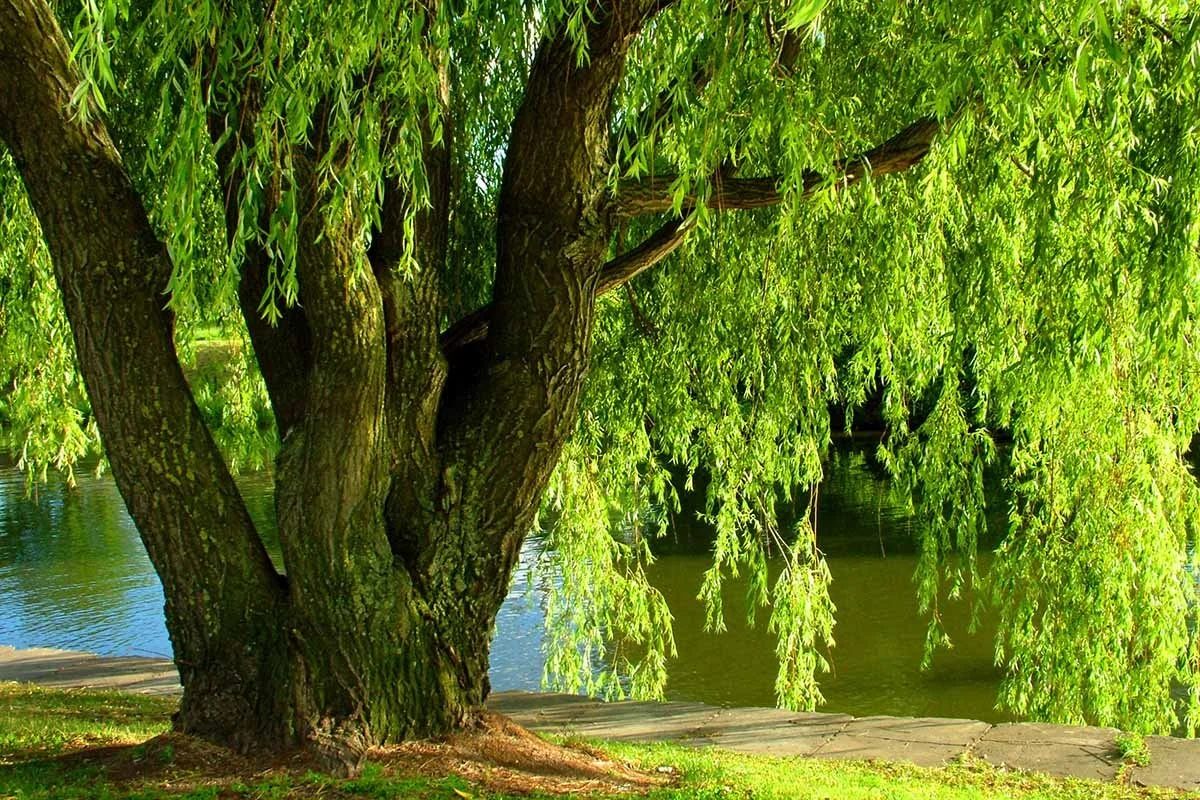 Willow (Salix alba)