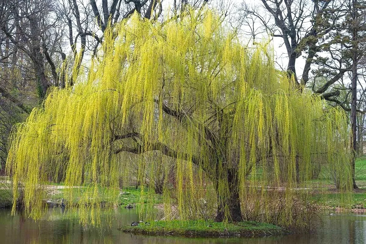 Weeping Willow (Salix alba)