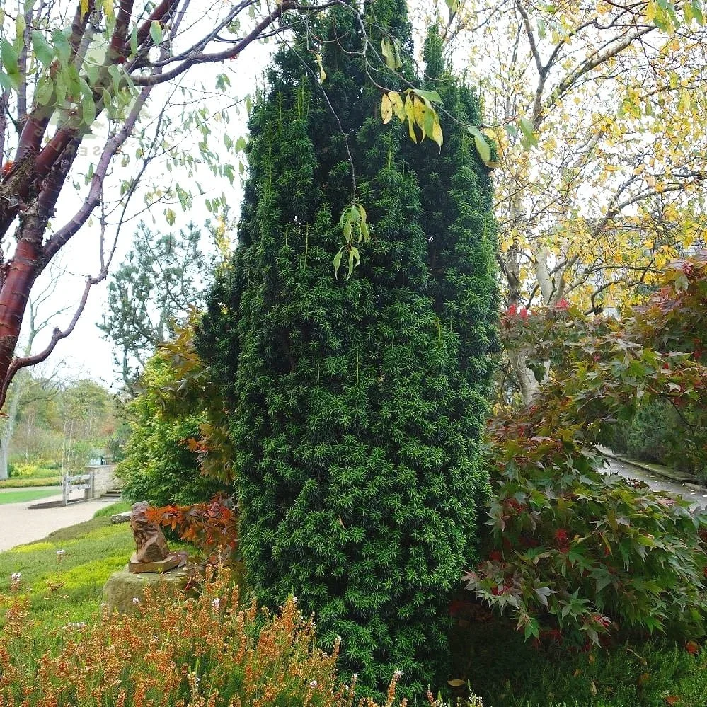 Yew (Taxus baccata Fastigiata)
