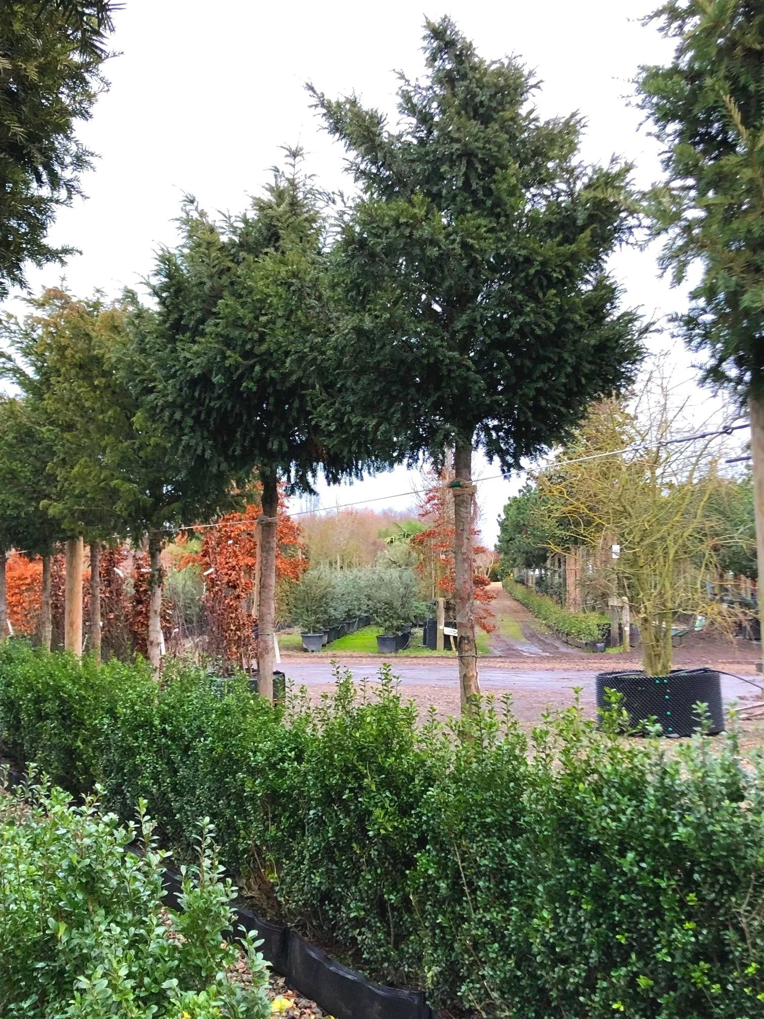 Yew (Taxus baccata)