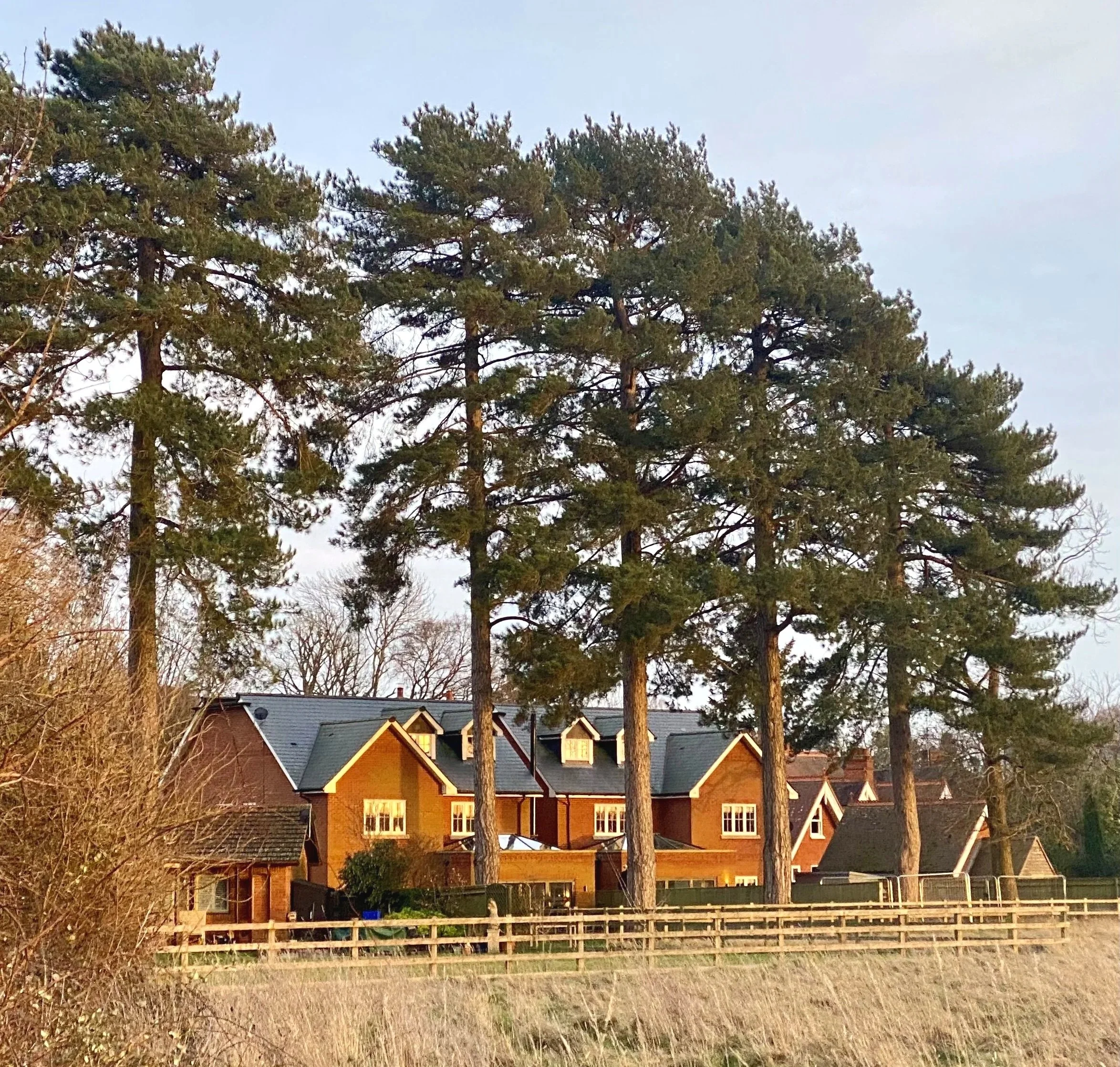 Scots Pine (Pinus sylvestris) linear row