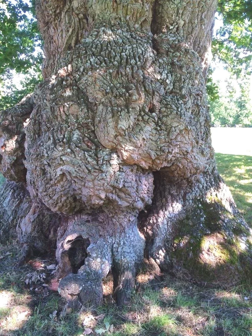 Oak Quercus robur) bark