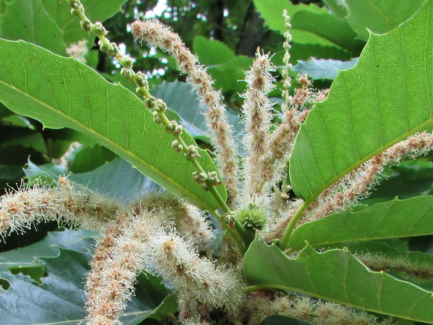 Sweet Chestnut (Castanea sativa)