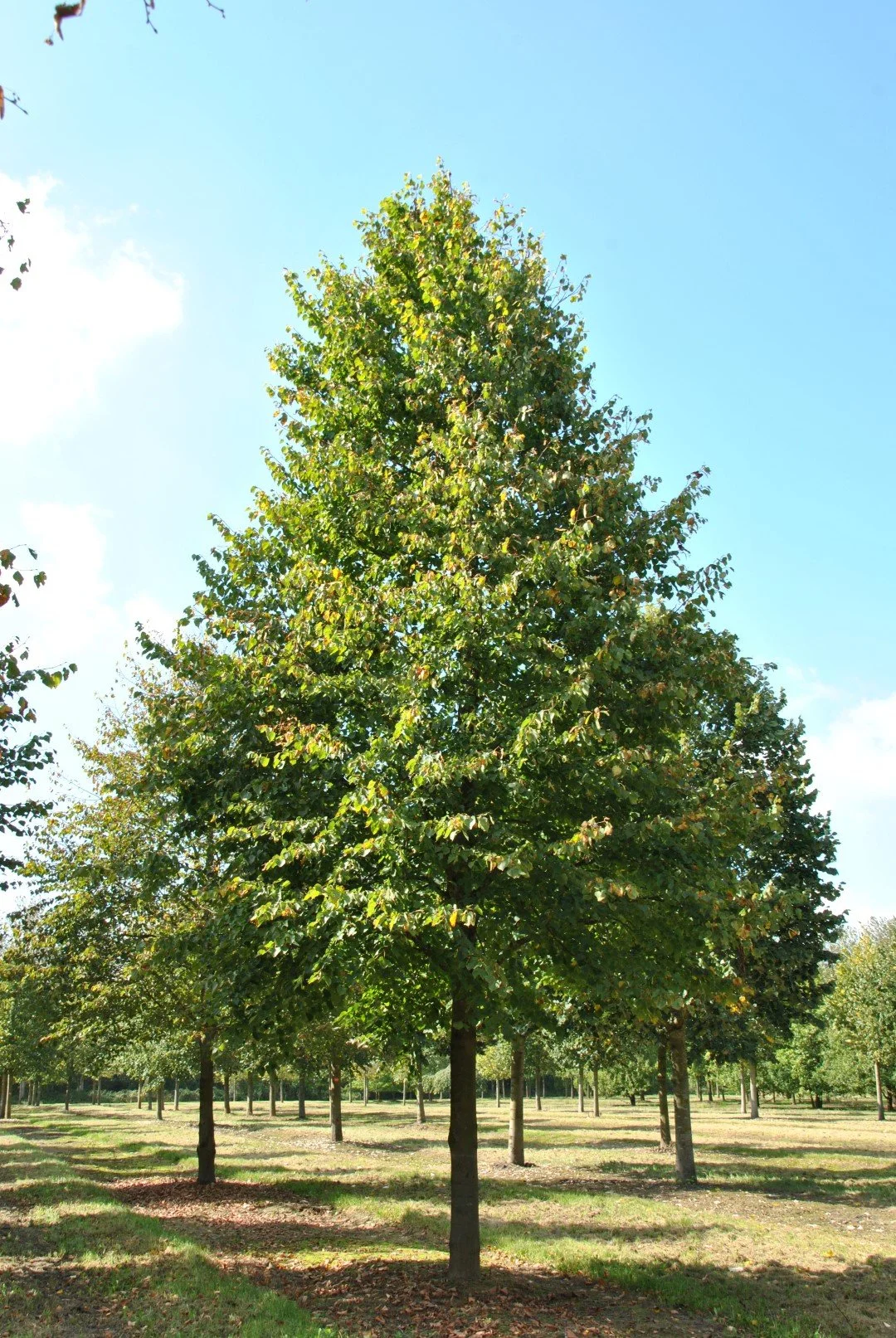 Lime (Tilia cordata) Small Leafed Lime