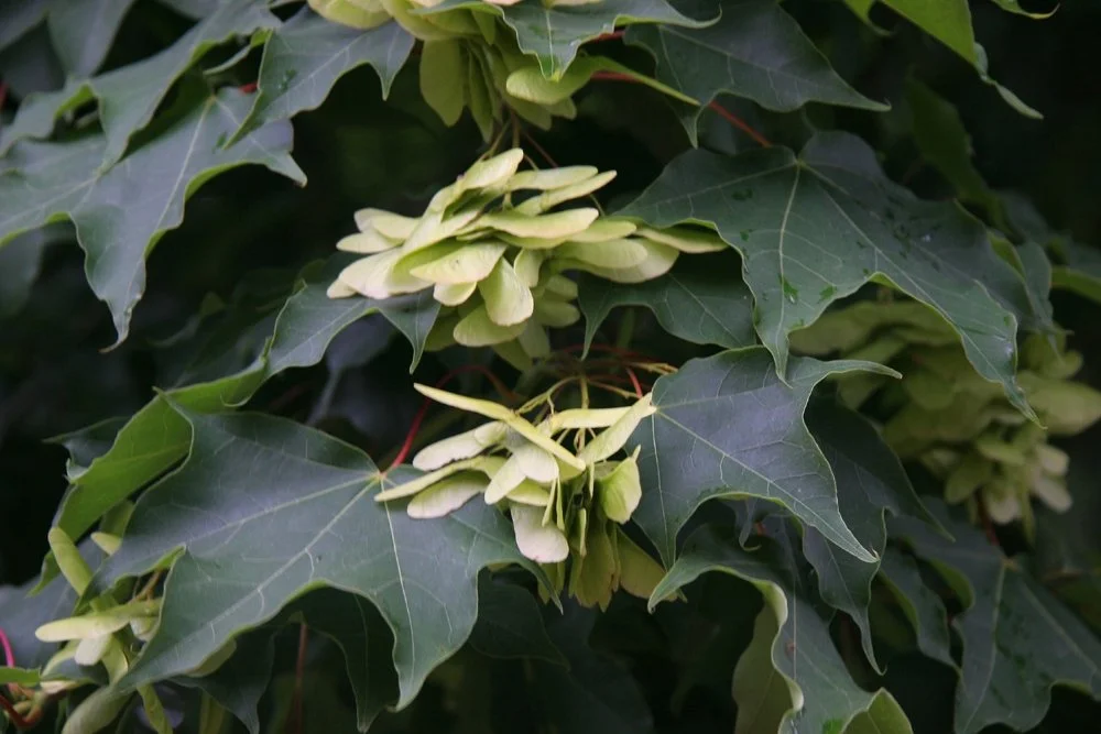 Maple (Acer cappadocicum)