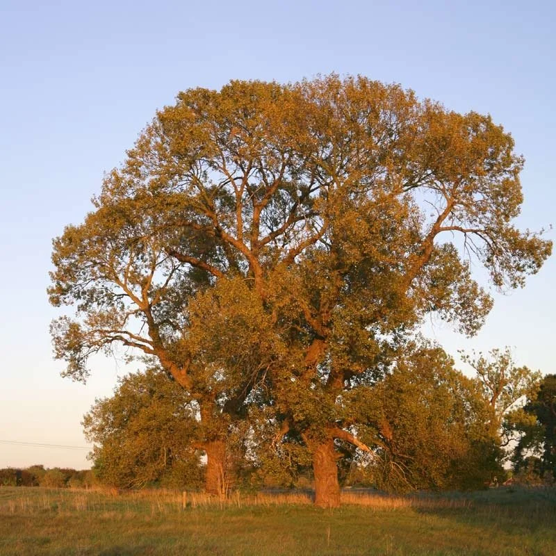 Populus nigra (Black Poplar)