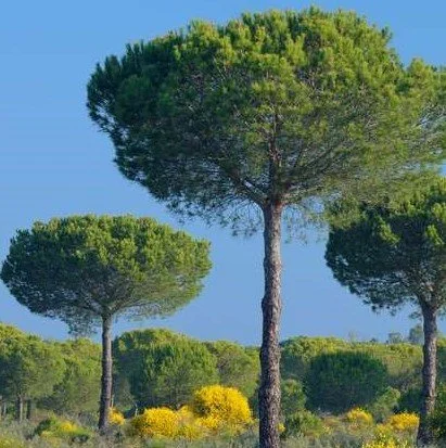 Pinus pinea (Stone Pine)
