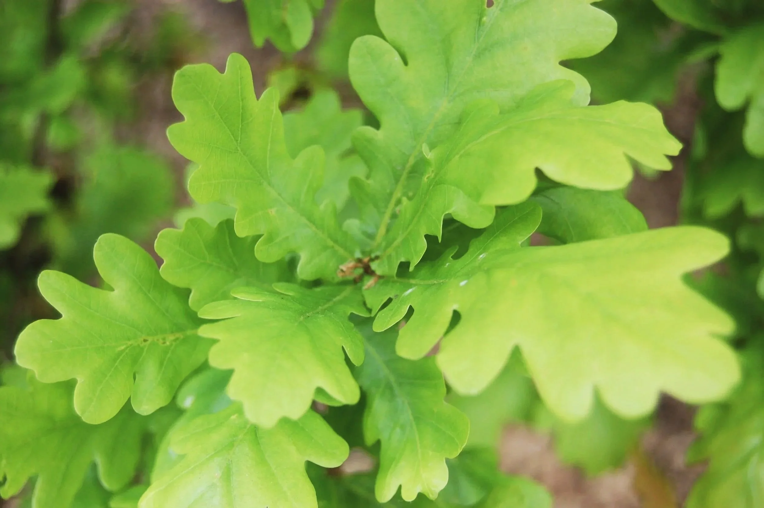 English Oak (leaves)