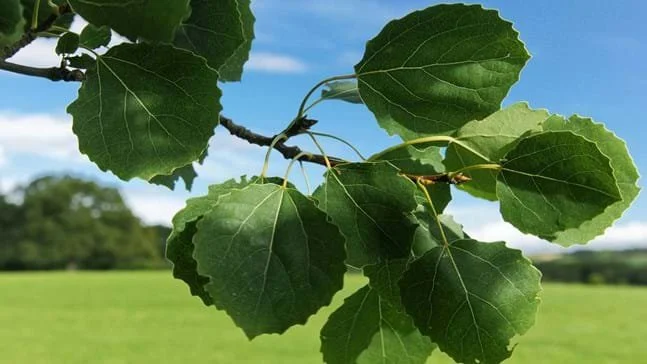 Poplar Aspen (Populus tremula)