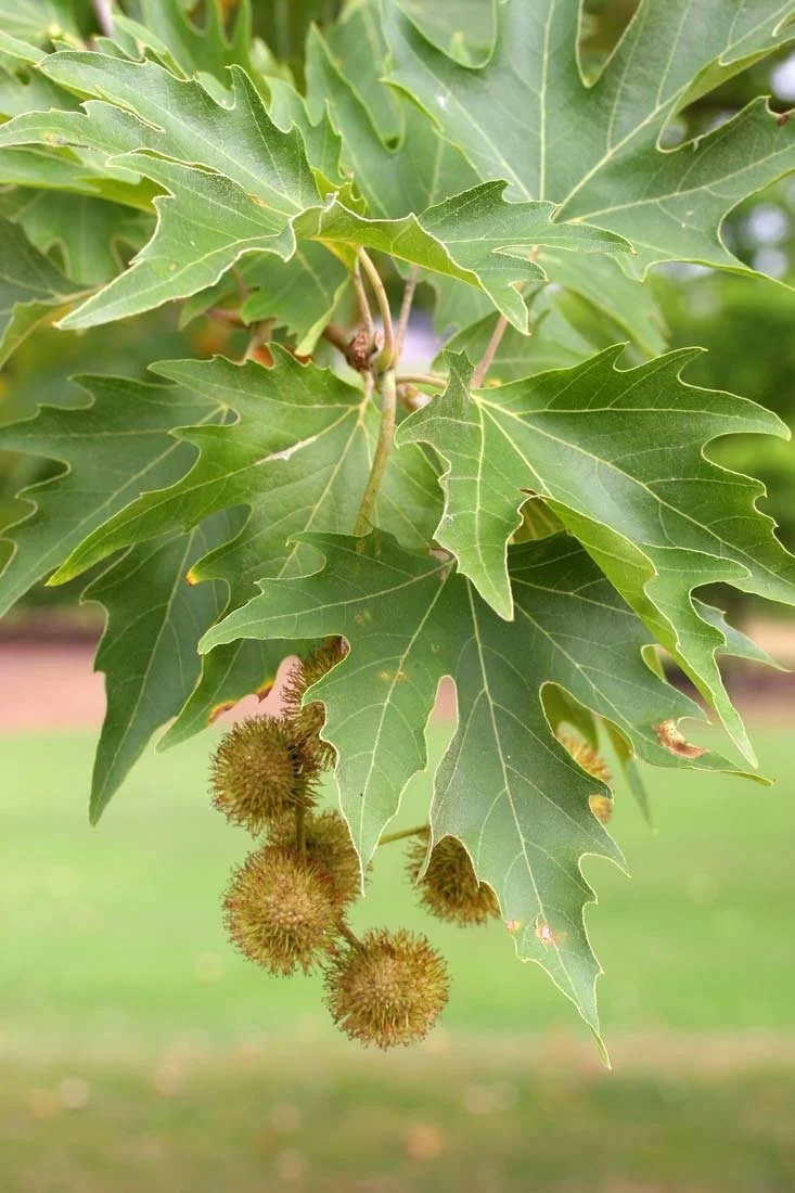 Plane (Platanus orientalis Minaret)