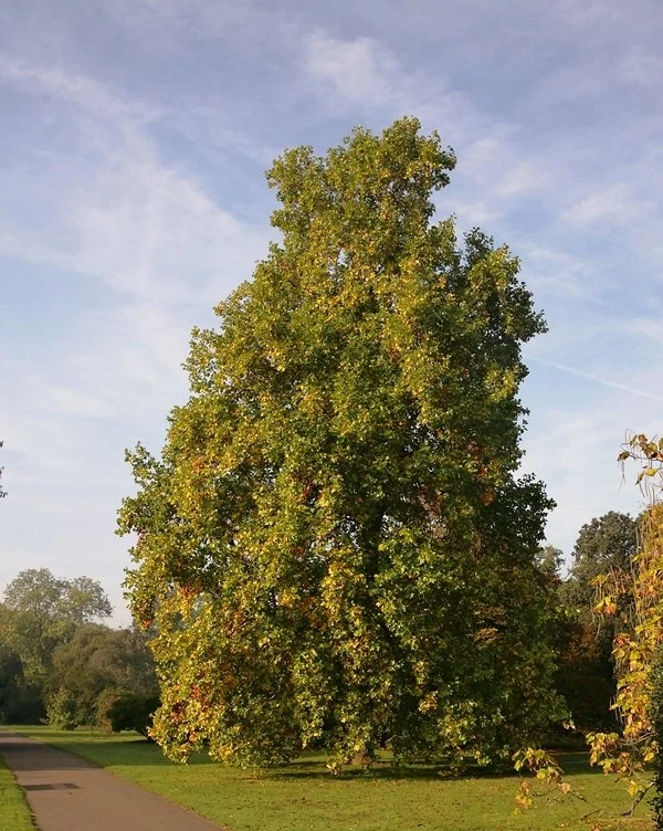 London Plane (Platanus x hispanica acerifolia)