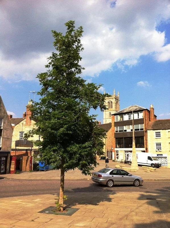 Plane (Platanus orientalis Minaret)