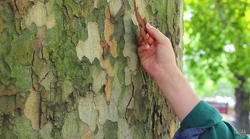 London Plane (Platanus x hispanica acerofolia)