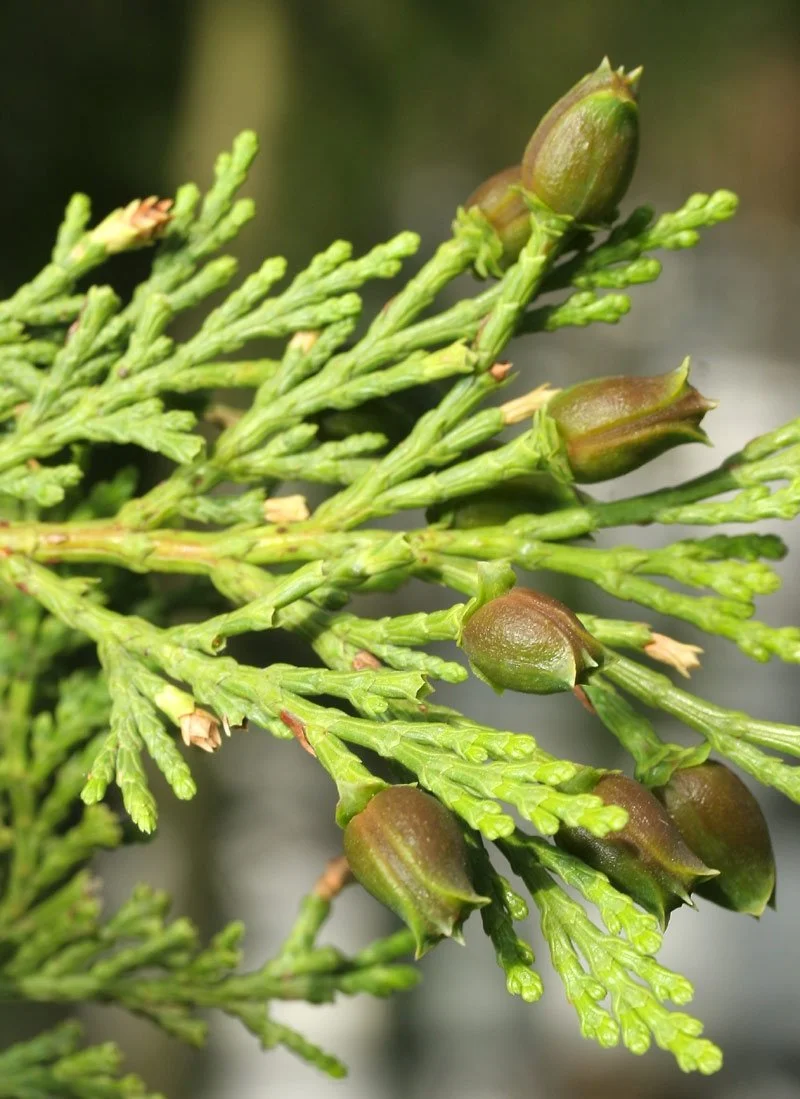 Incense Cedar (Calocedrus decurrens)