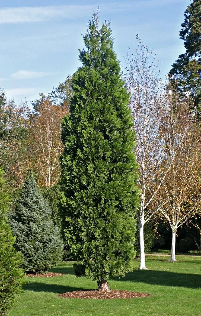 Incense Cedar (Calocedrus decurrens)