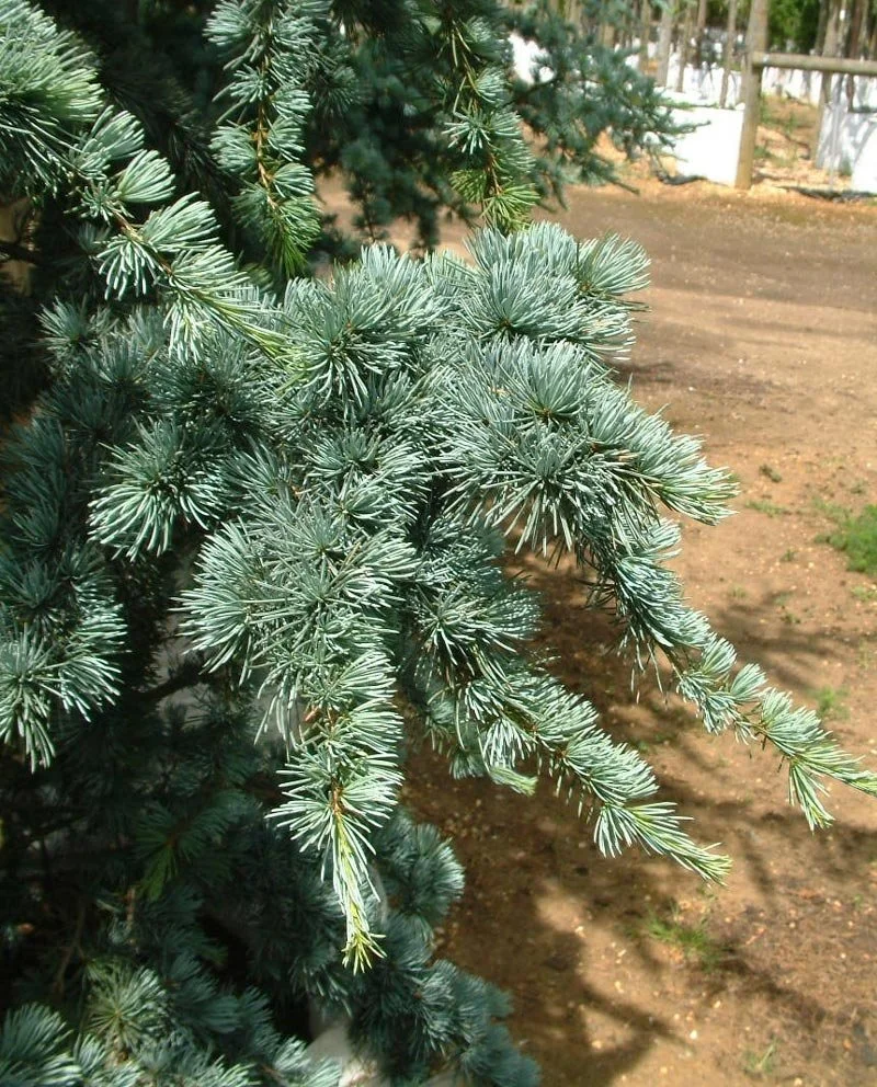 Blue Cedar (Cedrus atlantica Glauca)