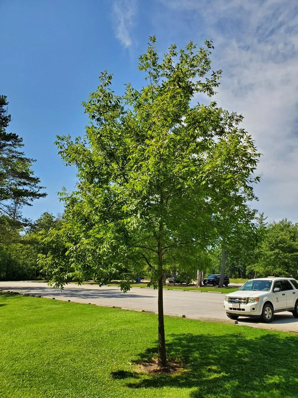 Hickory (Carya)