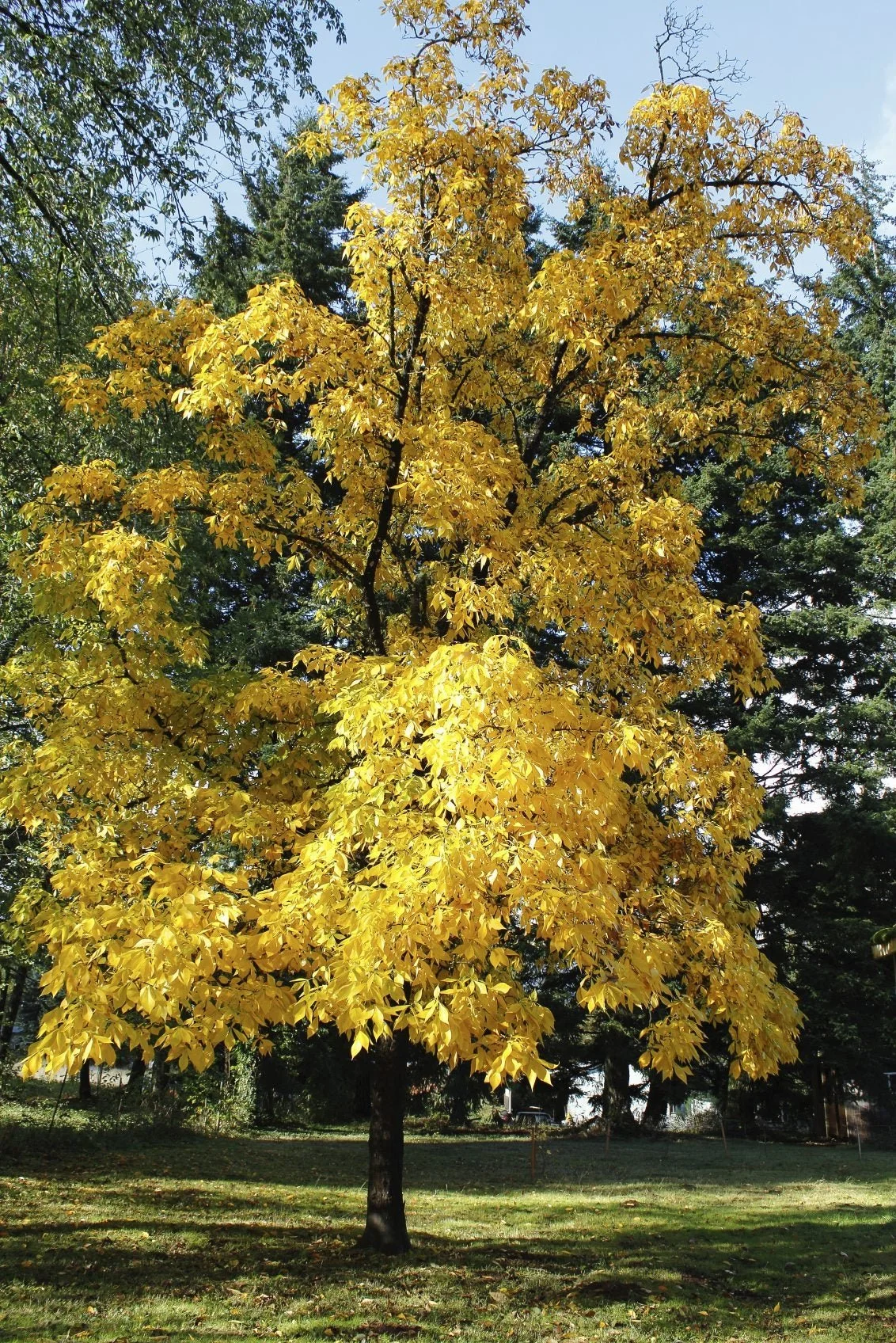 Hickory (Carya)