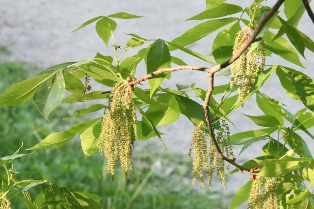 Hickory (Carya)