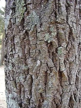 Hickory (Carya)
