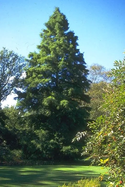 Swamp Cypress (Taxodium distichum)