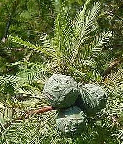 Swamp Cypress (Taxodium distichum)