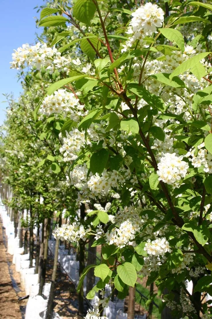 Prunus padus (Bird Cherry)