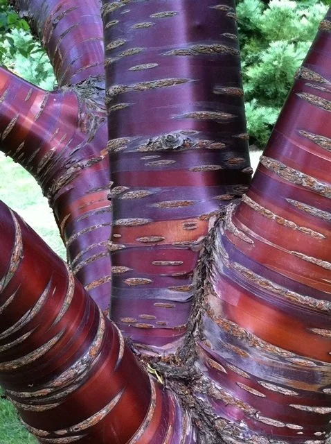 Prunus serrula Tibetica (Tibetan Cherry)
