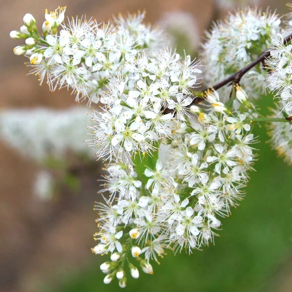 Prunus maackii