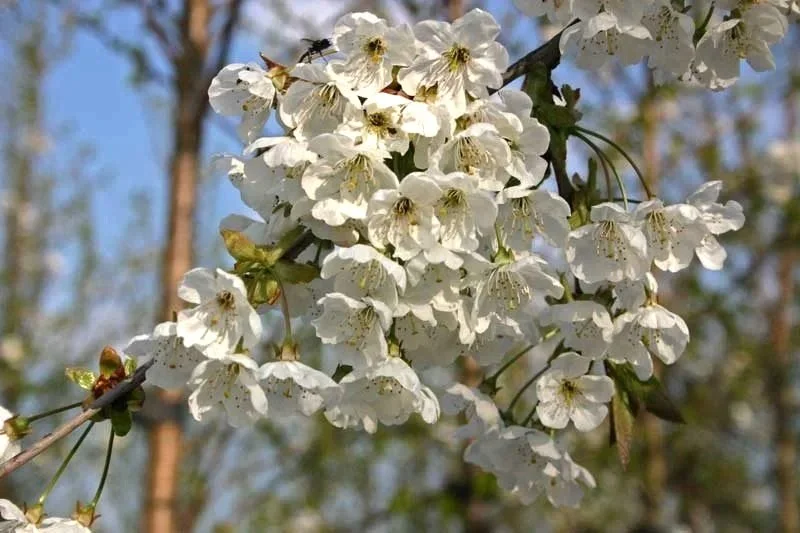 Prunus avium (Wild Cherry)