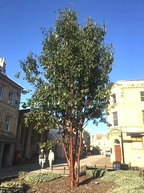 Prunus serrula Tibetica (Tibetan Cherry)