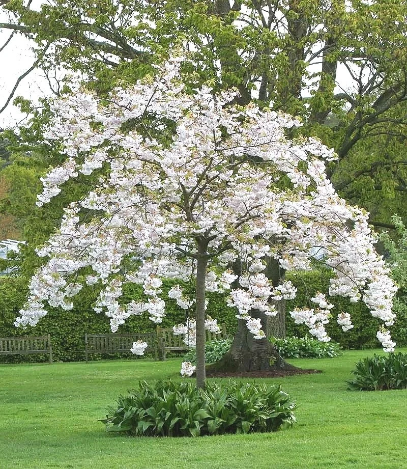 Prunus Shimidsu Sakura