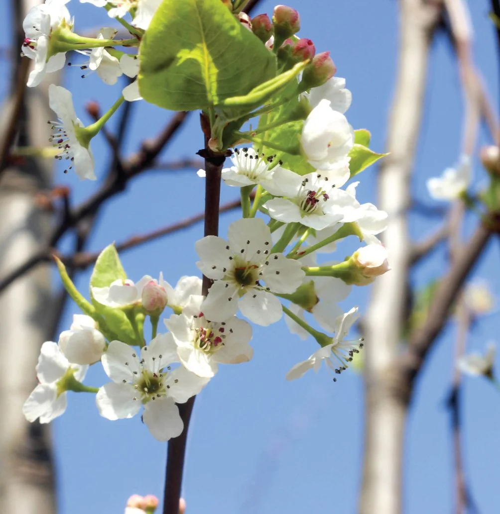Pyrus calleryana Chanticleer (Ornamental Pear)