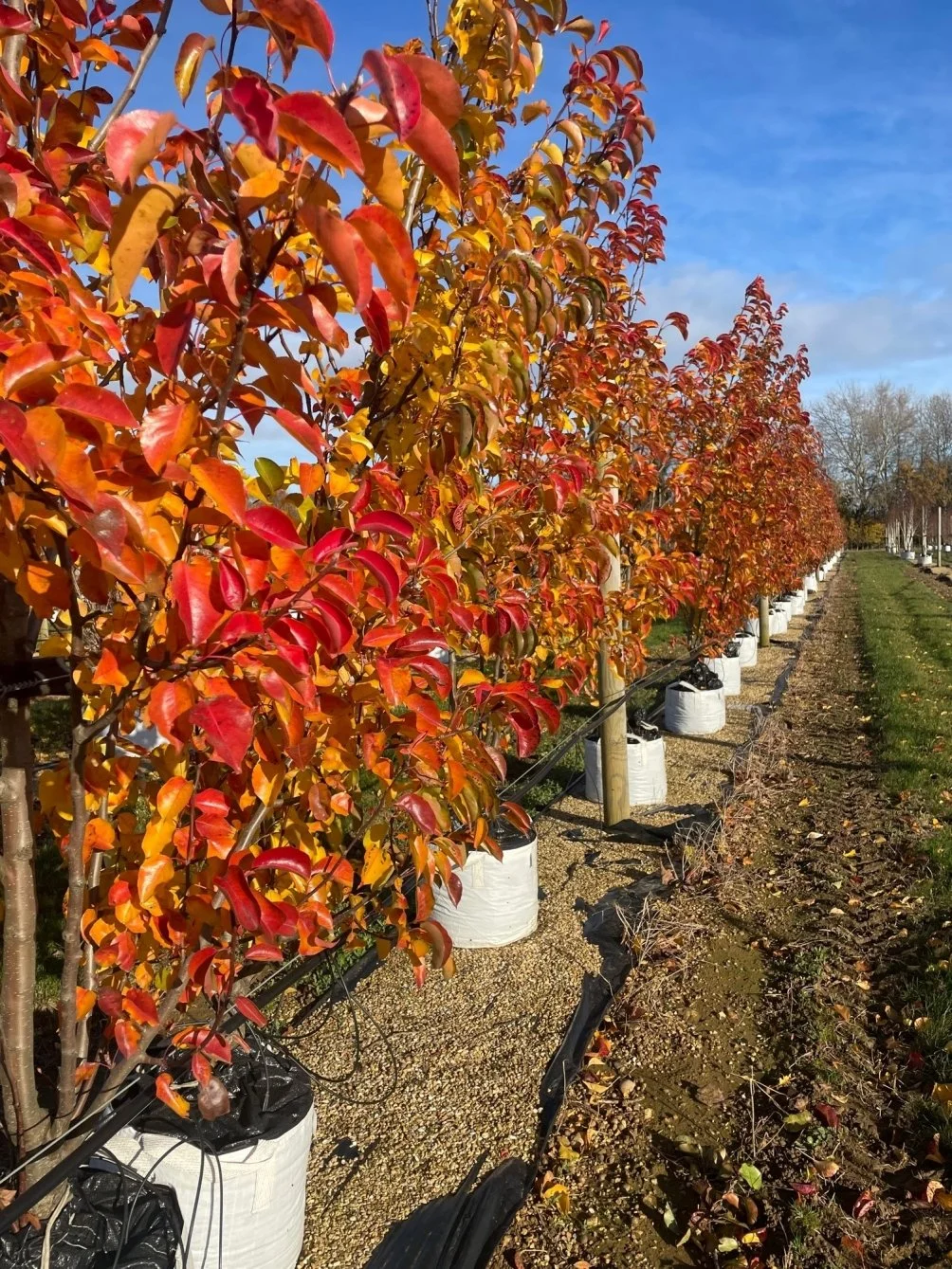 Pyrus calleryana Chanticleer (Ornamental Pear)