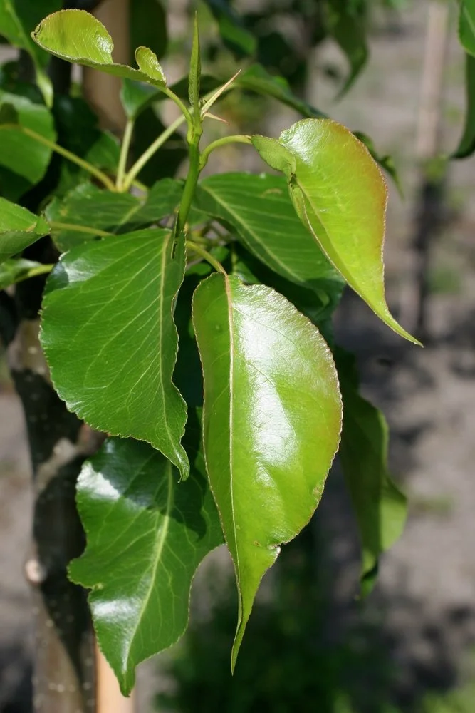 Pyrus calleryana Chanticleer (Ornamental Pear)