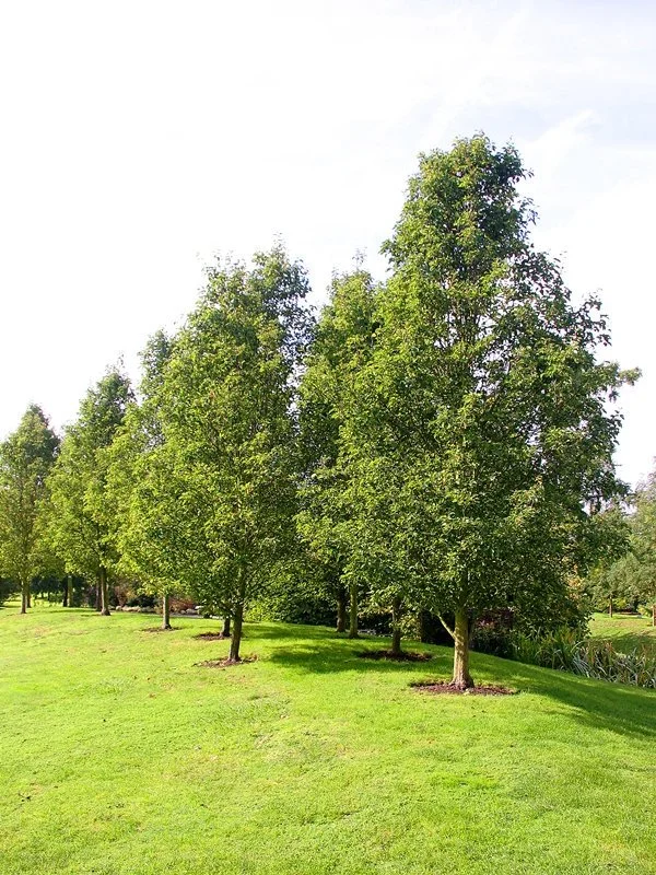 Pyrus calleryana Chanticleer (Ornamental Pear)