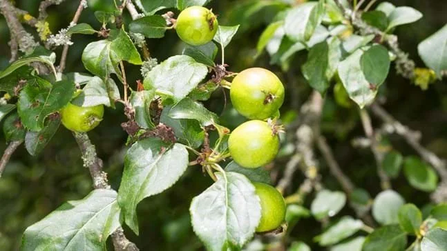 Malus sylvestris (Crab Apple)