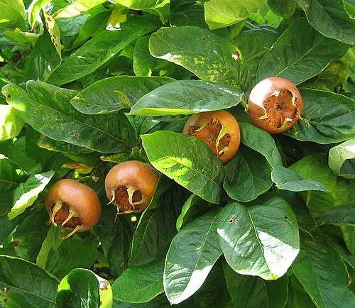 Mespilus germanica Medlar