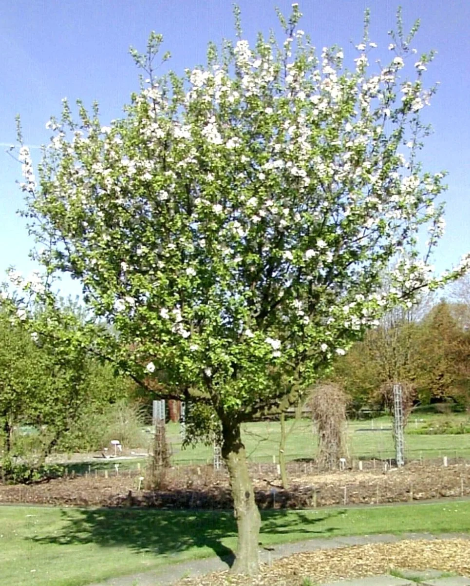 Malus sylvestris (Crab Apple)