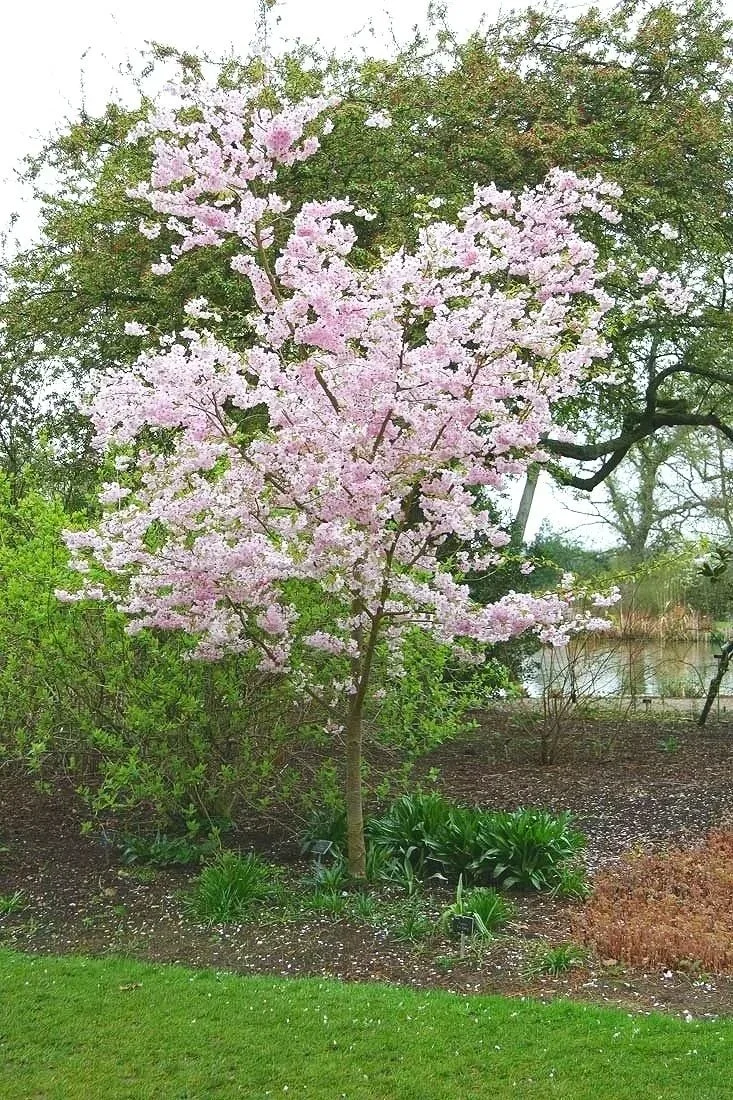 Prunus accolade