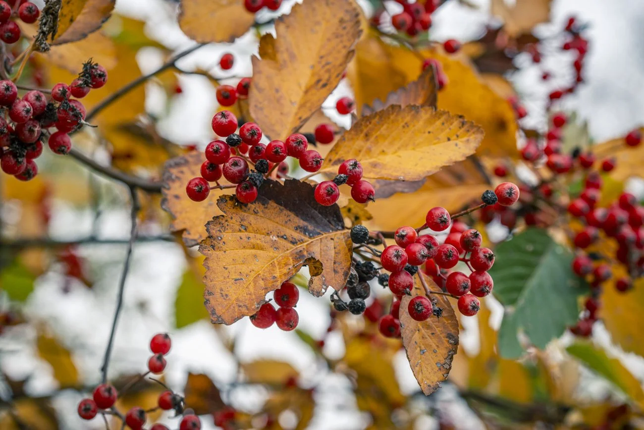 Whitebeam (Sorbus aria Lutesens)