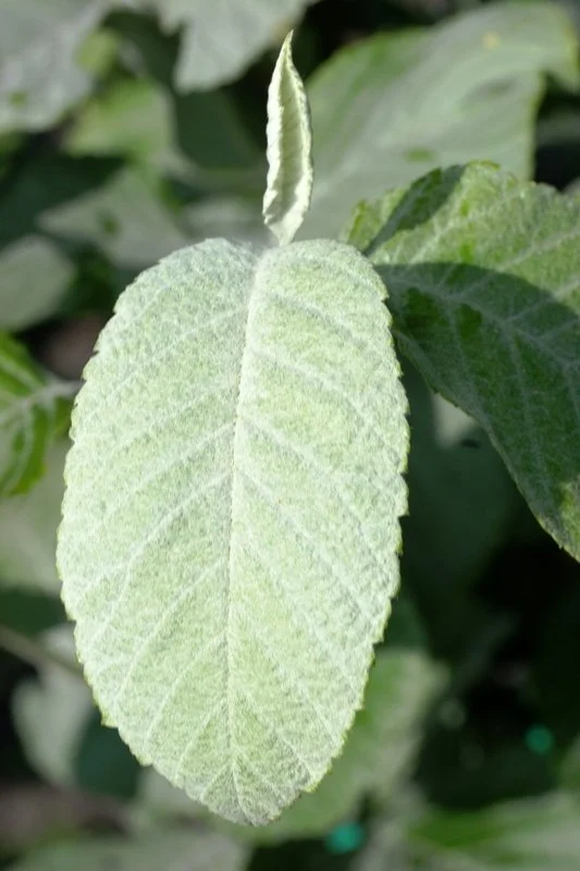 Whitebeam (Sorbus aria Lutesens)