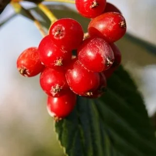 Whitebeam (Sorbus aria Lutesens)